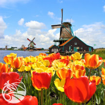 I Love The Netherlands!