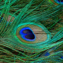 Indian Blue Peacock Feather Collection