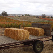 Doce Robles Cards and Gifts