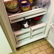 Cats