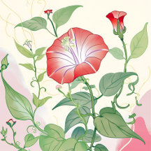 Mexican Morning Glory