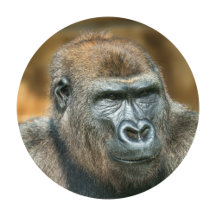 Gorilla Lope