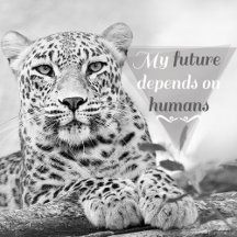 Wildlife