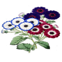 Vintage Flowers