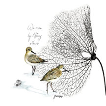 The Wiings Collection by jtmuses