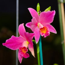 Acrylic and Metal Print Wall Art