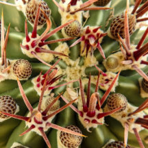 Red Barrel Cactus