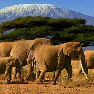 Wildlife Collection