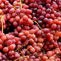 European Vineyards Inspire Travel 