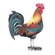 Watercolor Rooster