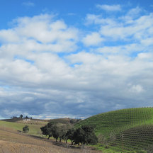 Vineyard Jigsaw Puzzles