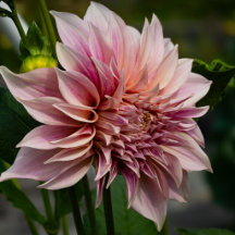 Dahlia Photography Mugs, Totes and Cards
