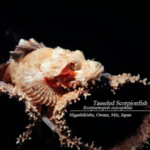 Scorpionfish on the sponge T-Shirt
