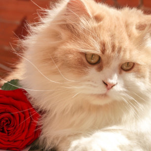 Happy Valentin's Day Mugs 2022