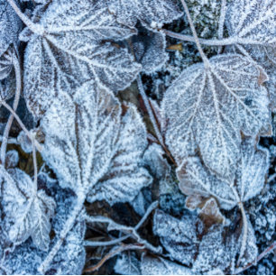 Christmas Party Blue Leaves Snow Winter Holidays Satin Ribbon