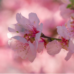 Cherry Blossoms Pink Blue Wedding Invitation Card