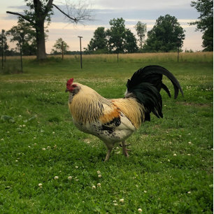 Rooster Chicken On the Farm Photo Apron