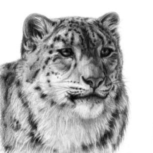 Hand-Drawn Snow Leopard  Wrapping Paper