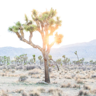 Boho Elegant Greenery Photo Joshua Tree Wedding