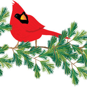 Christmas From All of Us Red Cardinal Pine Branch Holiday Card