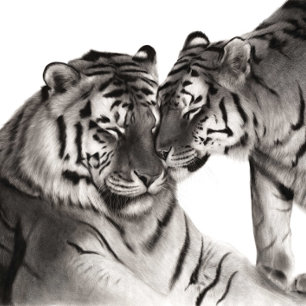 Tiger Love Art - Hand Painted Wildlife Decor Photo Print