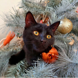 Black Cat Merry Christmas  Thank You Card