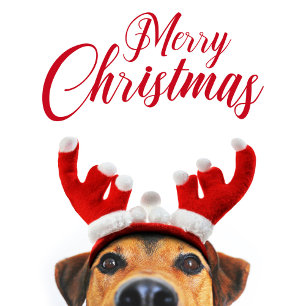 Christmas Dog Funny Cute Reindeer Antler Headband Holiday Postcard