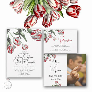 Red and White Rembrandt Tulips Invitation