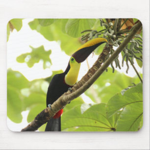 Swainson Toucan Exotic Bird Mouse Pad
