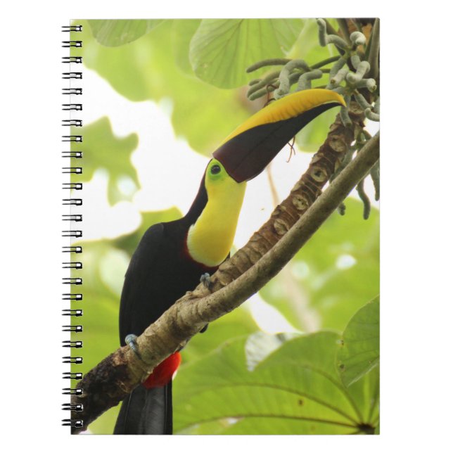 Swainson Toucan Exotic Bird Notebook (Front)