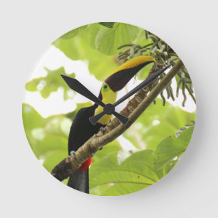 Swainson Toucan Exotic Bird Round Clock