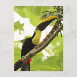 Swainson Toucan Postcard