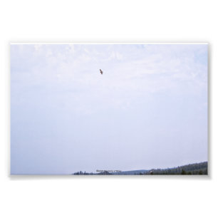 Swainson's Hawk Photo Print