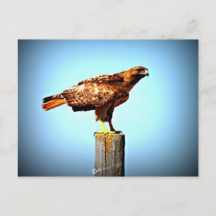 Swainson's Hawk Postcard