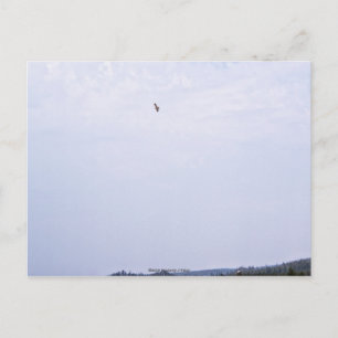 Swainson's Hawk Postcard