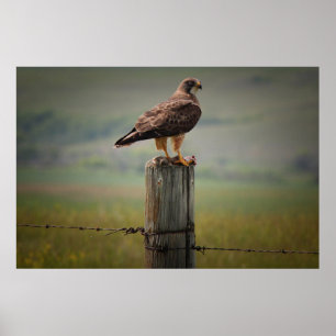 Swainson's Hawk With Its Kill Poster