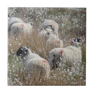 Swaledale ewes in cotton grass in Northhumberland Tile