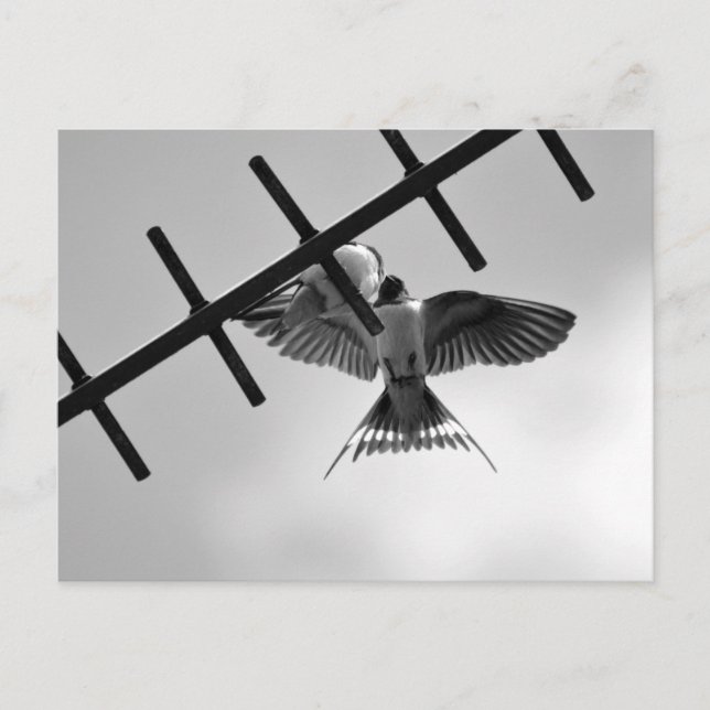 Swallow and Fledgling Postcard (Front)