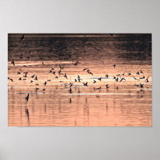 Swallow at sunset poster