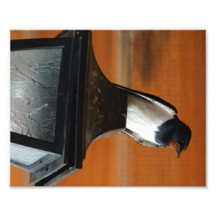 Swallow Bird on a Lamp  Professional Photo Print