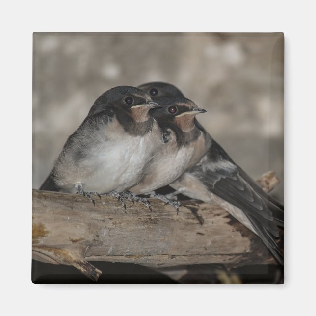 Swallow fledglings roosting on a branch  magnet (Front)