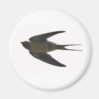 Swallow