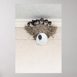 Swallow nestlings sitting in nest poster