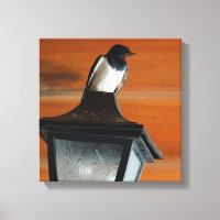 Swallow on a Lamp Photo  Single Print Canvas