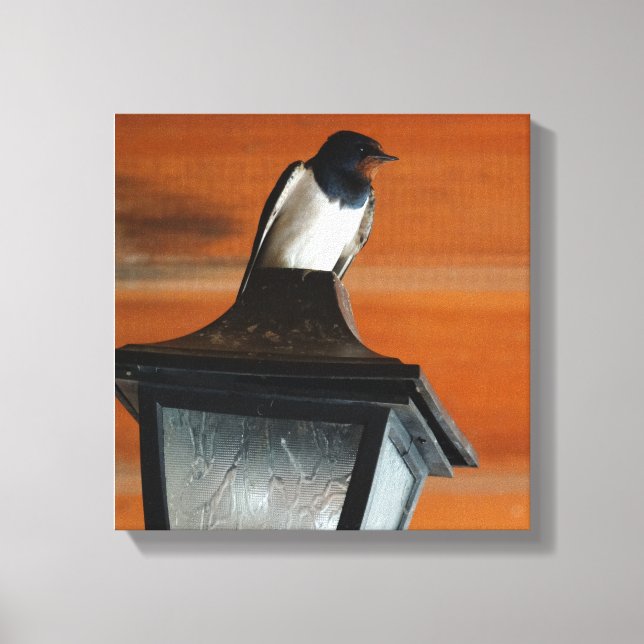 Swallow on a Lamp Photo  Single Print Canvas (Front)