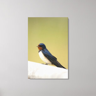 Swallow on a Wooden Ledge Canvas Print
