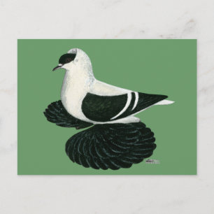 Swallow Pigeon Saxon Black White Bar Postcard