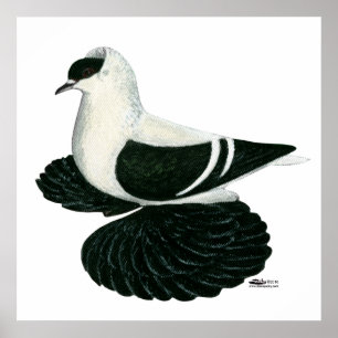 Swallow Pigeon Saxon Black White Bar Poster