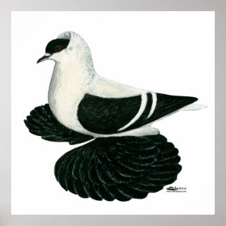 Swallow Pigeon Saxon Black White Bar Poster