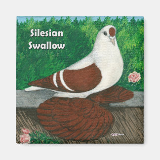 Swallow Pigeon: Silesian Magnet